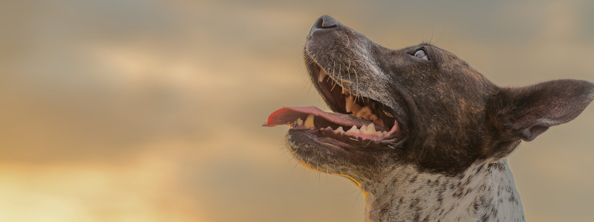 Pet Product Wholesale & Custom Pet Products